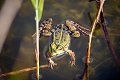Pelophylax esculentus reptiel reptielen reptile reptiles hagedis lizard lezard kikker frog grenouille pad toad crapaud krokodil crocodile schildpad turtle tortue